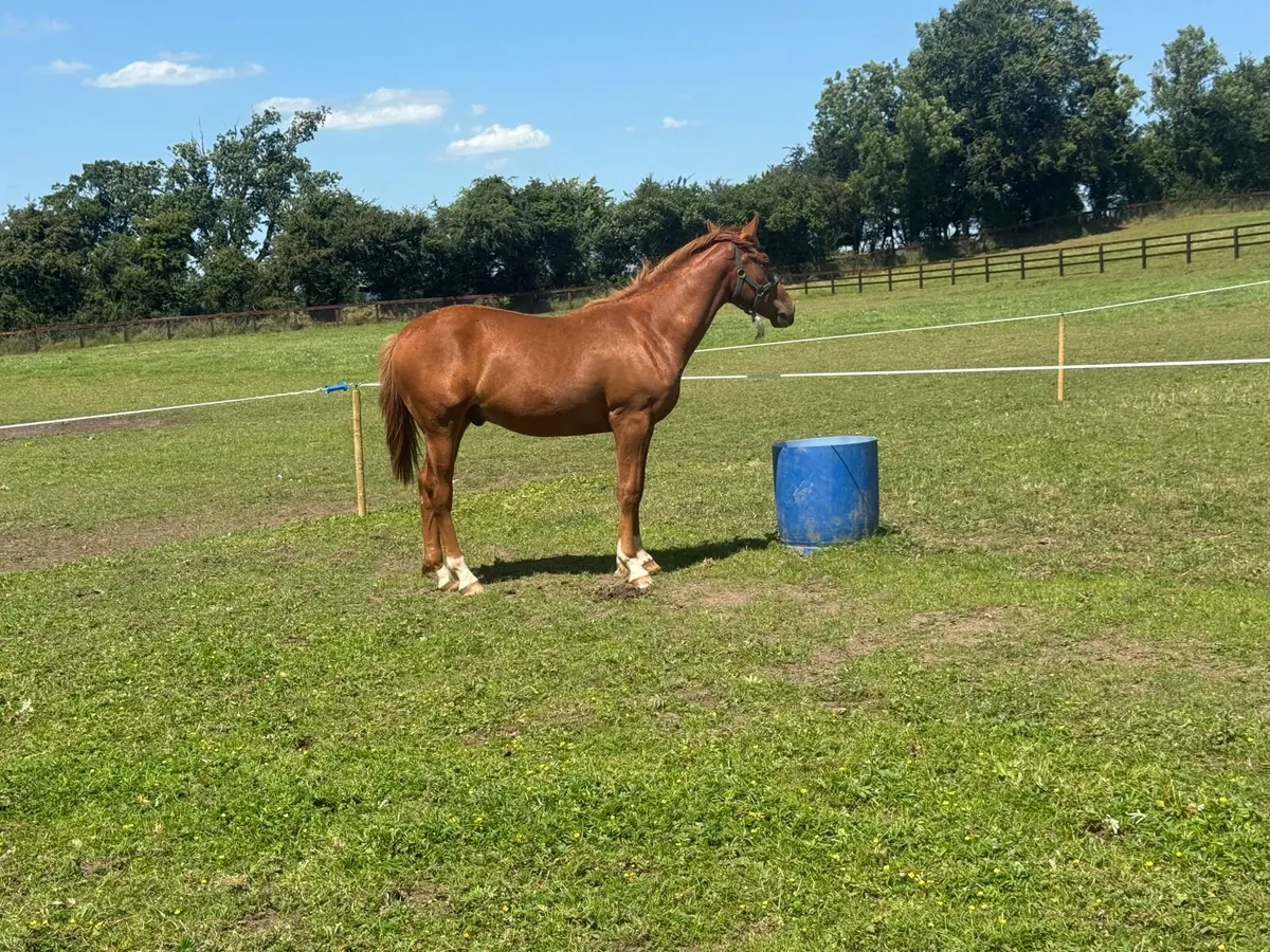 Yearling - Image 3