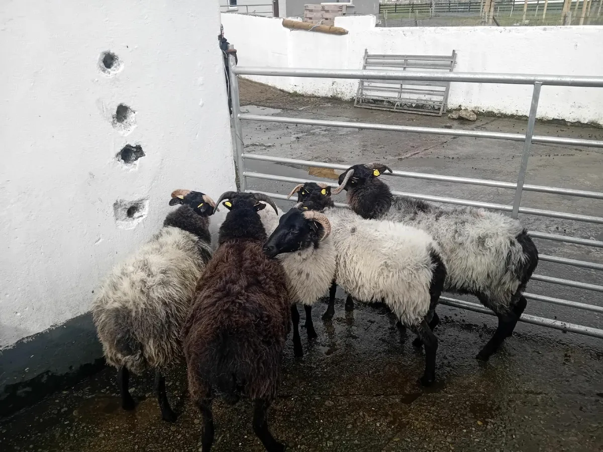 blackface mayo mountain sheep - Image 2