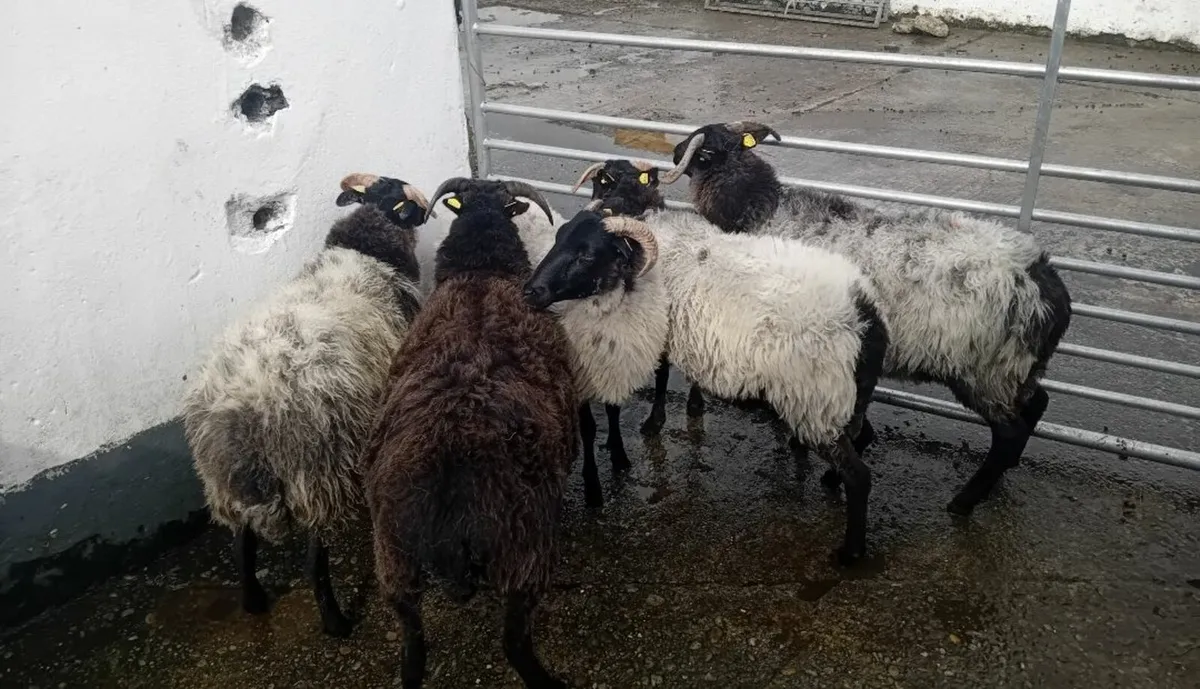 blackface mayo mountain sheep - Image 3