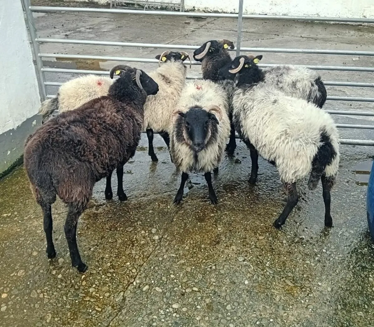 blackface mayo mountain sheep - Image 4