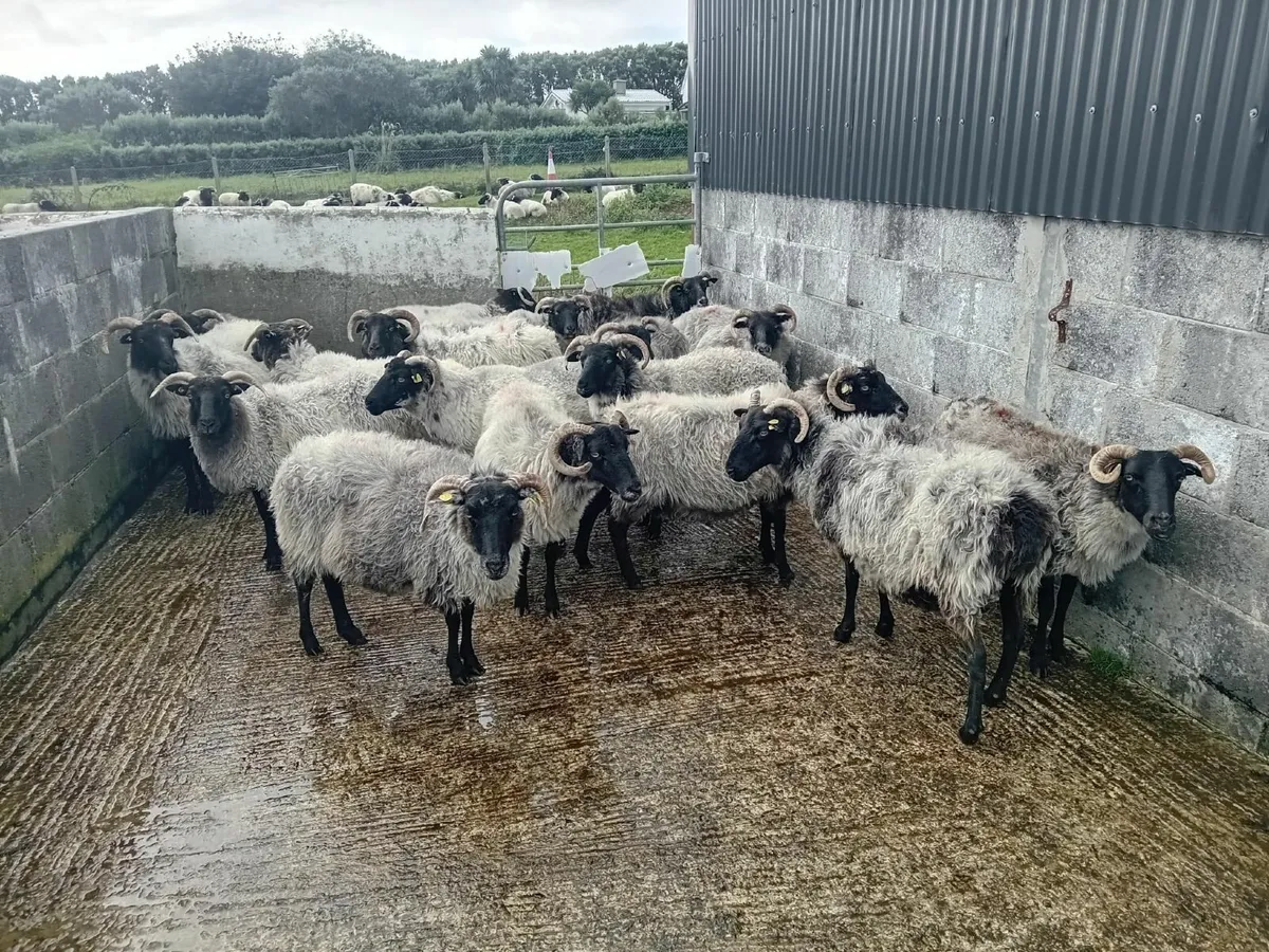 blackface mayo mountain sheep - Image 1