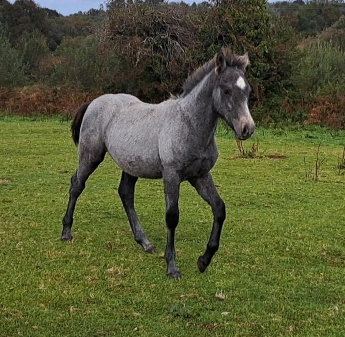 Connemara Colt Foals - Image 2