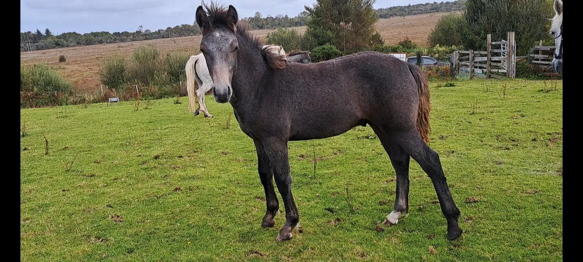 Connemara Colt Foals - Image 3