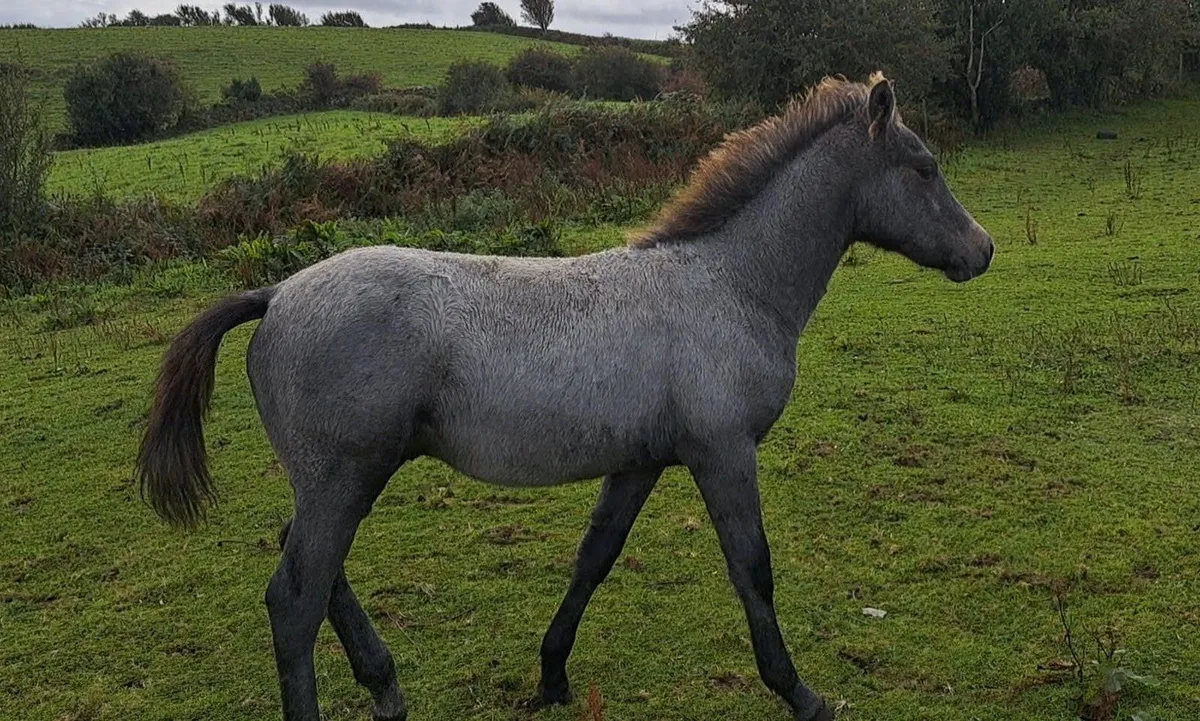 Connemara Colt Foals - Image 4