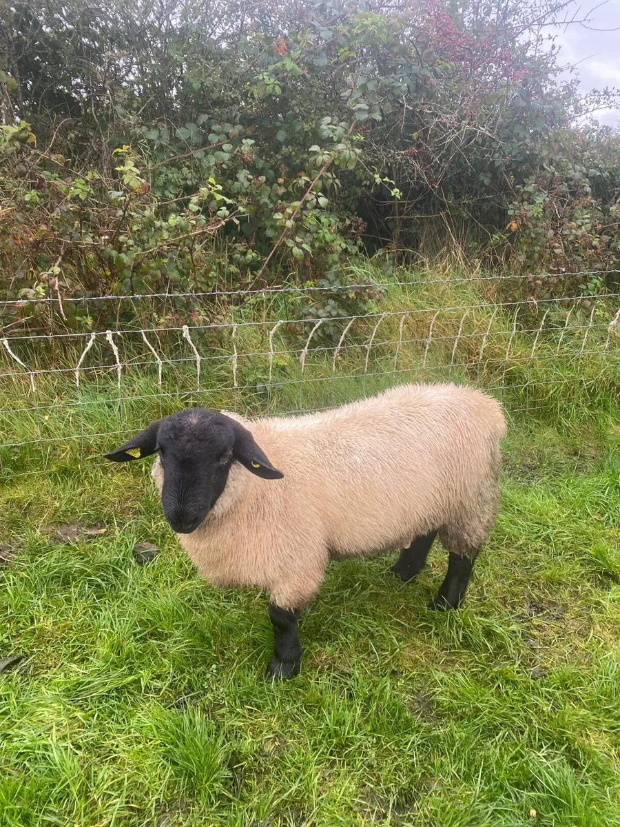 Suffolk ram lamb - Image 1