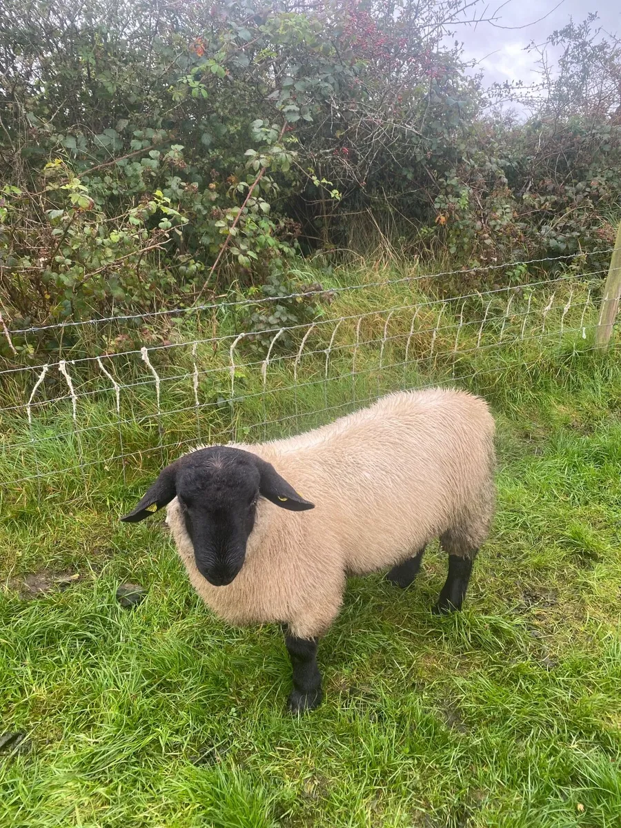 Suffolk ram lamb - Image 2