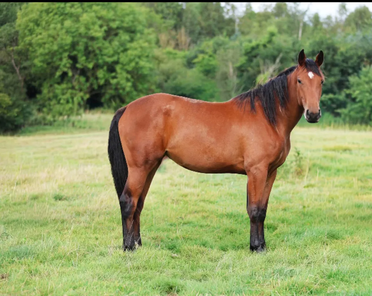 Brood mare candidate - 2yo filly - Image 1
