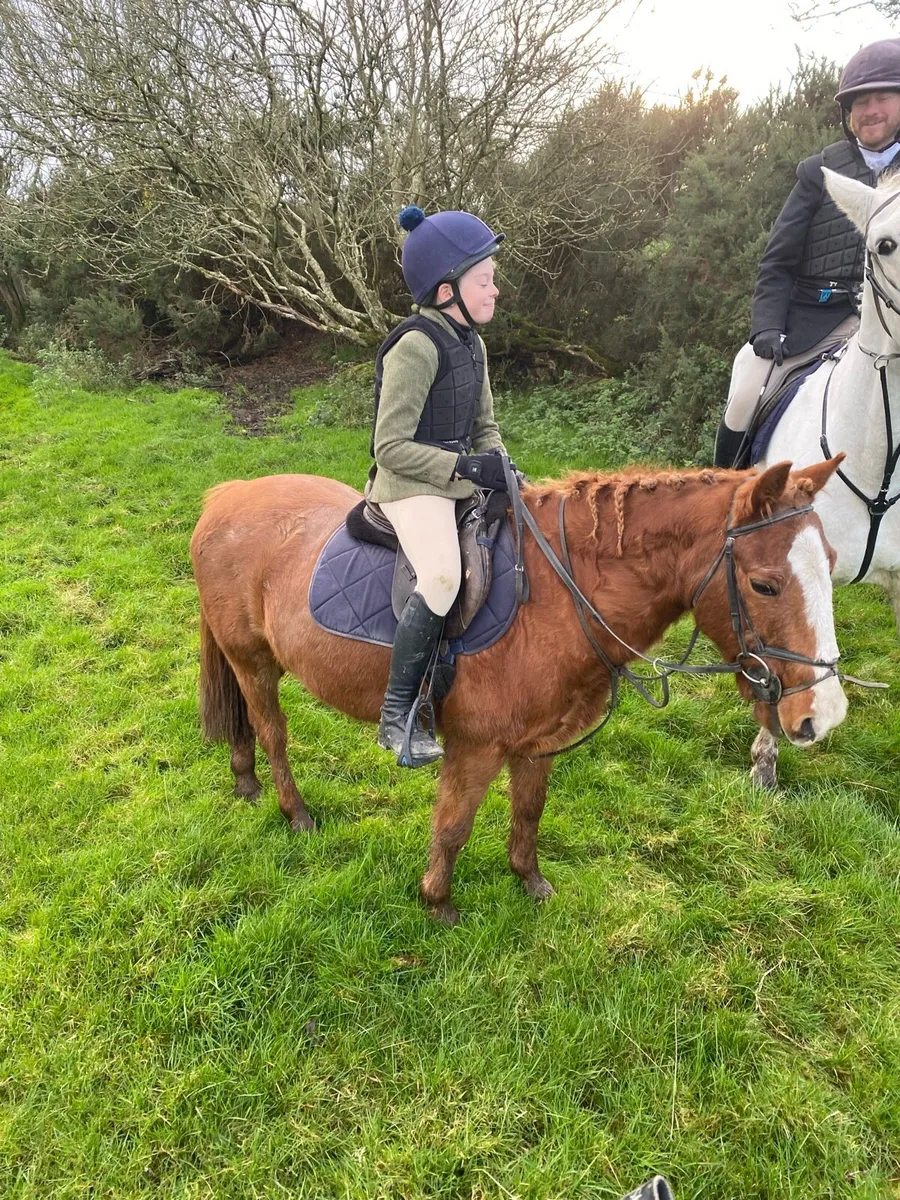 All Rounder 12.2 Pony - Image 4