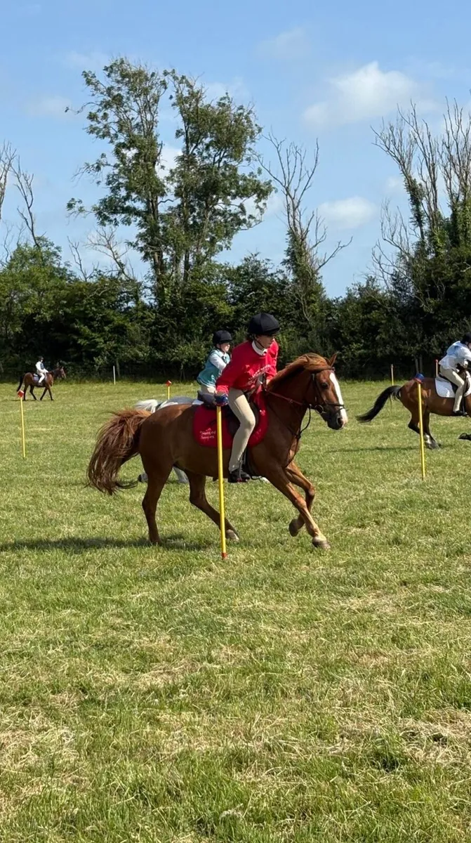 All Rounder 12.2 Pony - Image 1