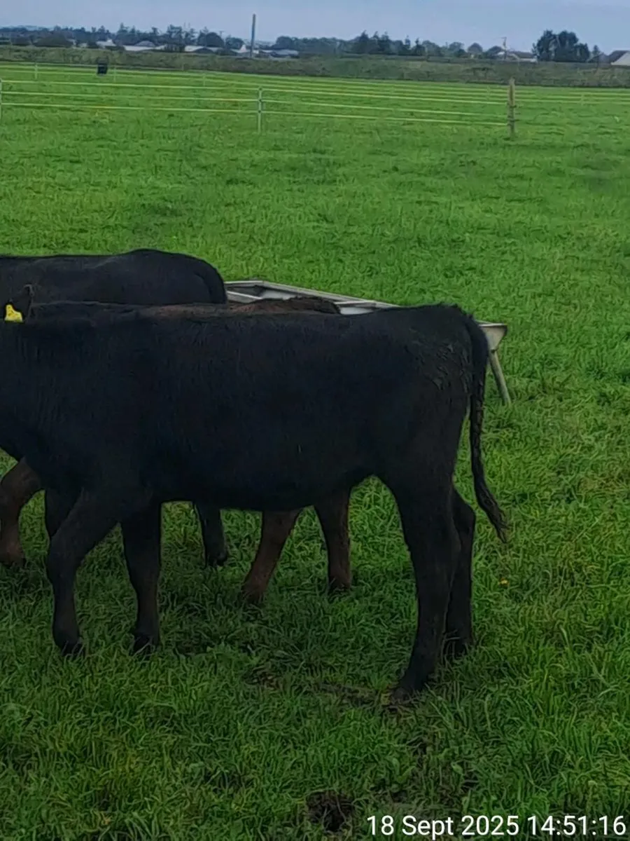 heifers and bulls - Image 4