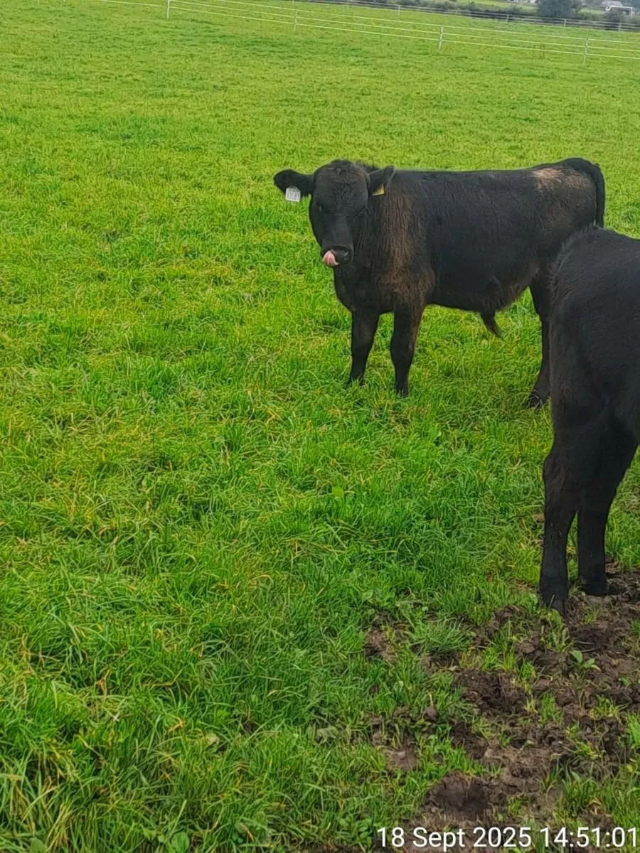 heifers and bulls - Image 2