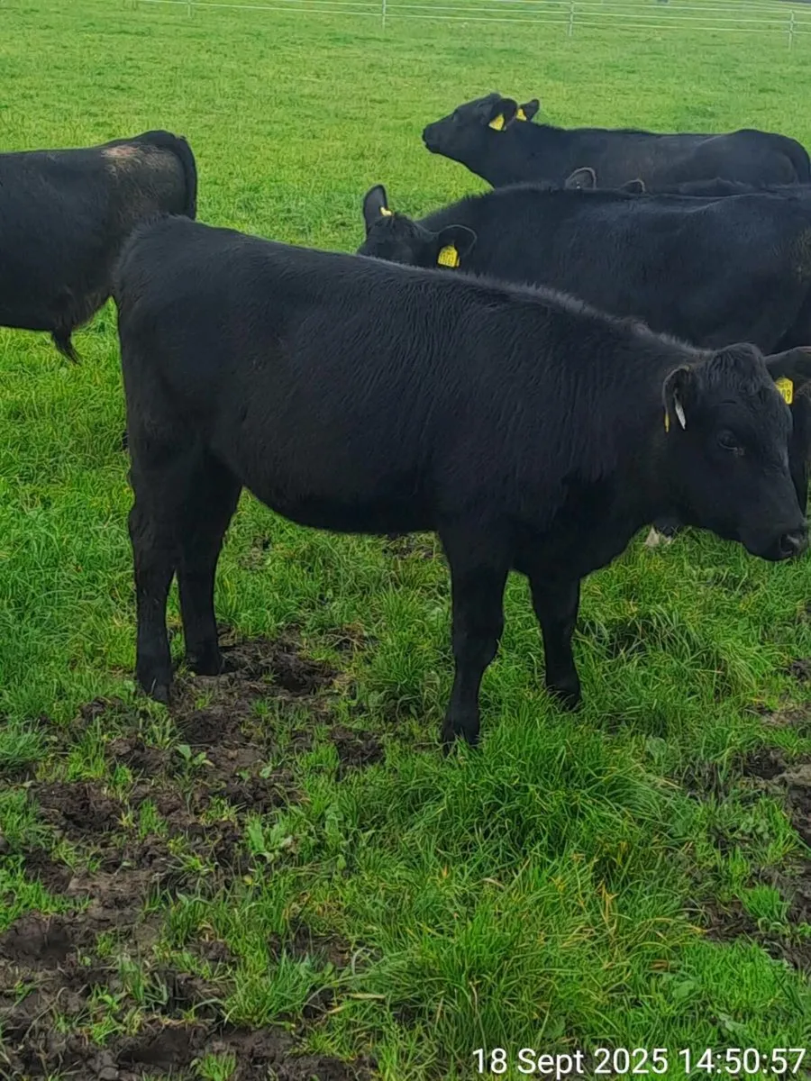 heifers and bulls - Image 1