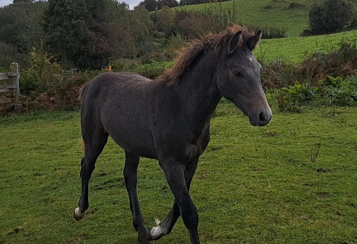 Connemara Colt Foals - Image 1