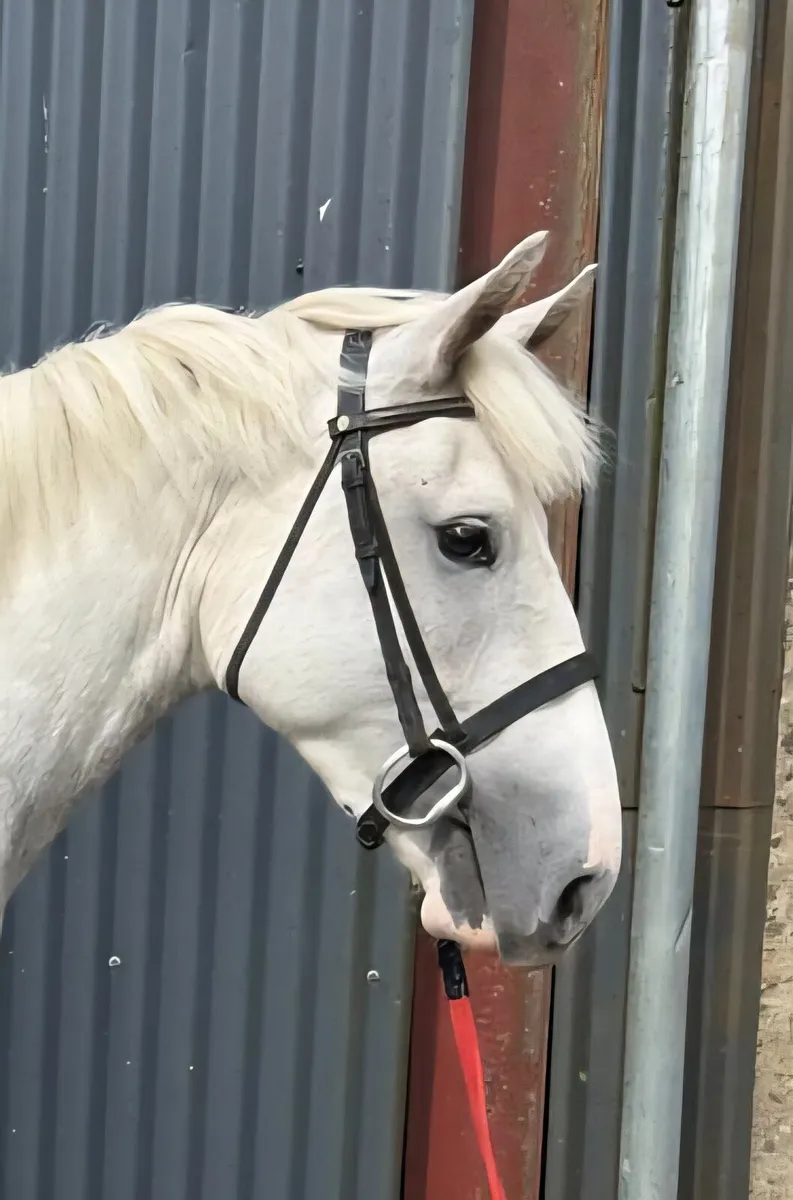 3 Yr old Horse - Image 1