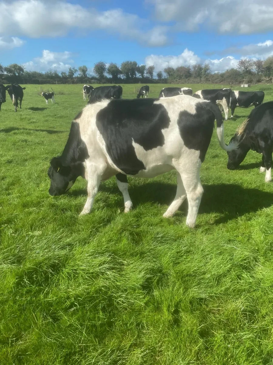 In Calf Friesian Heifers - Image 1