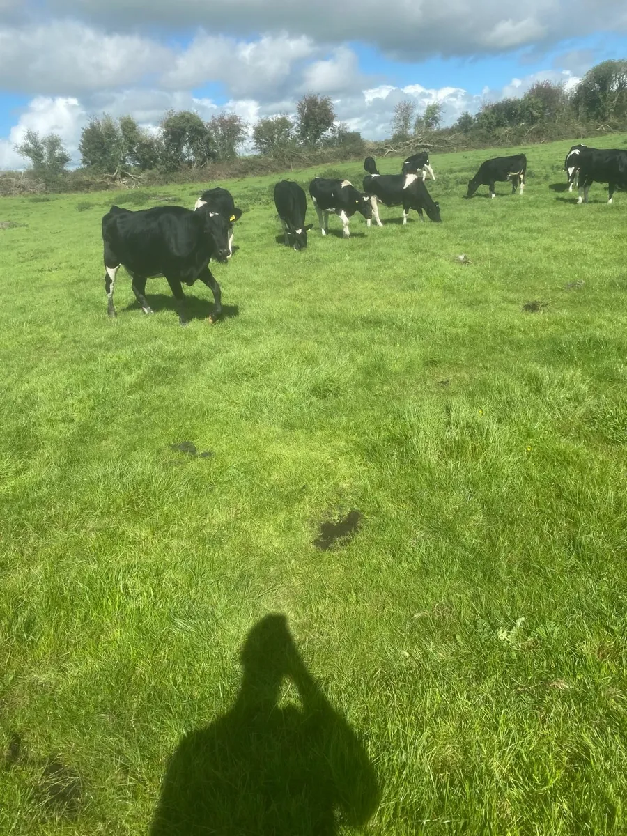 In Calf Friesian Heifers - Image 2