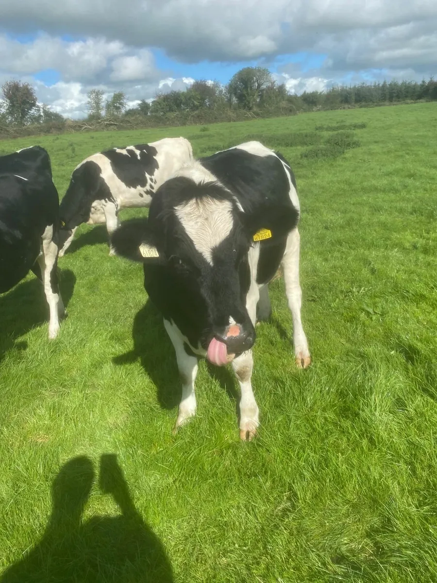 In Calf Friesian Heifers - Image 3