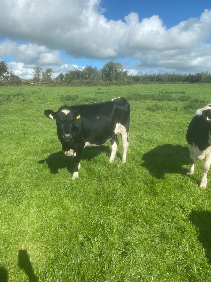 In Calf Friesian Heifers - Image 4