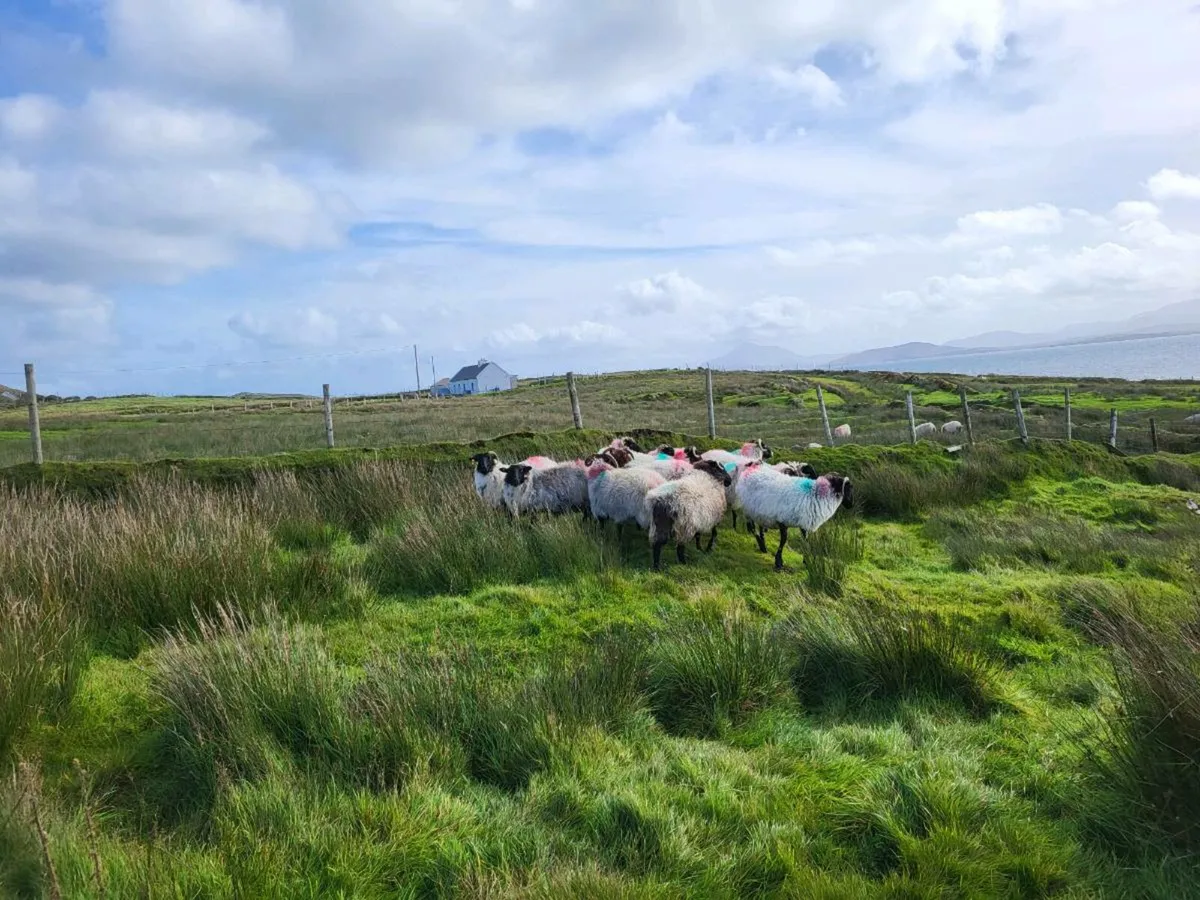 Ewes - Image 1