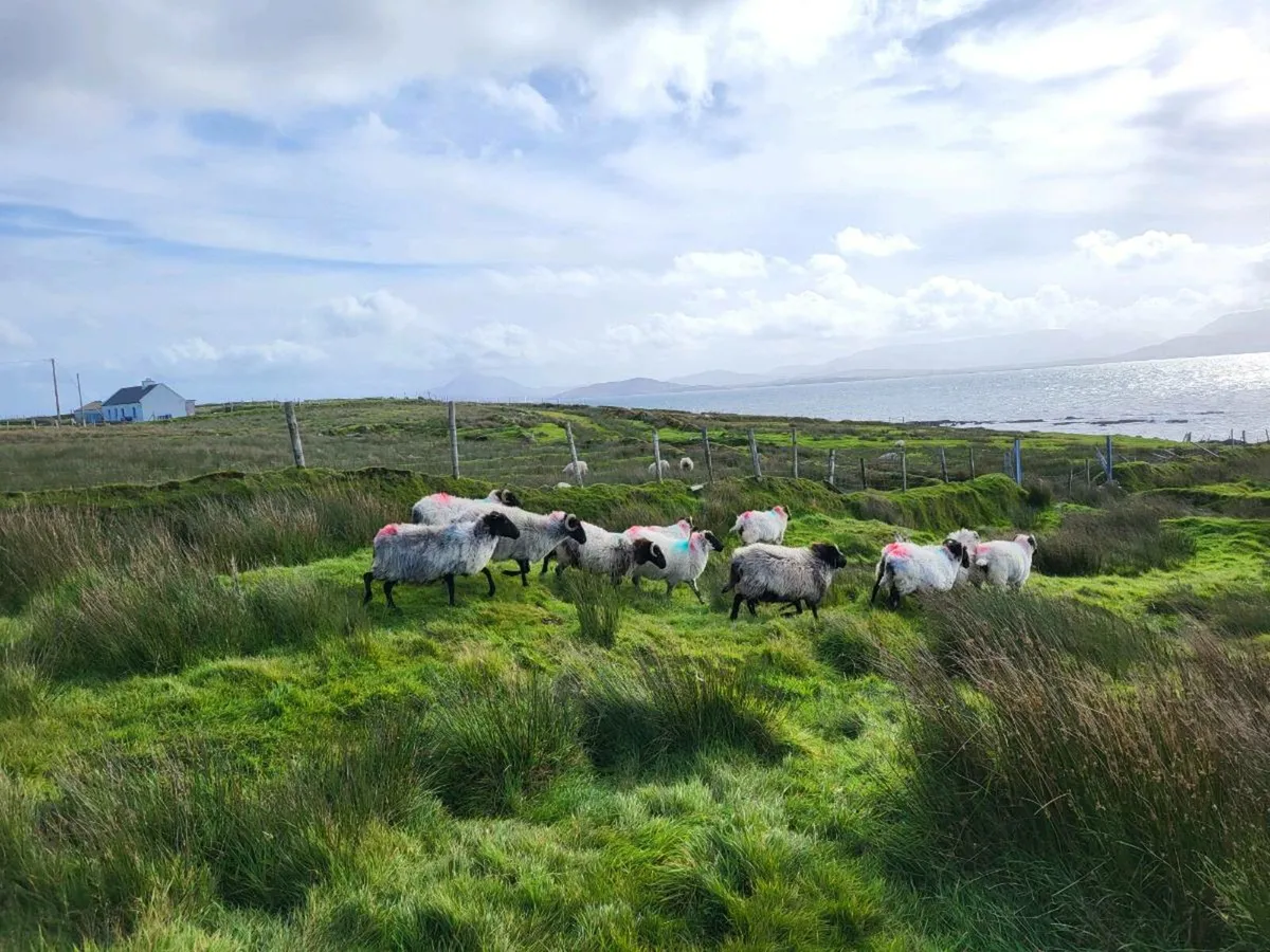 Ewes - Image 2