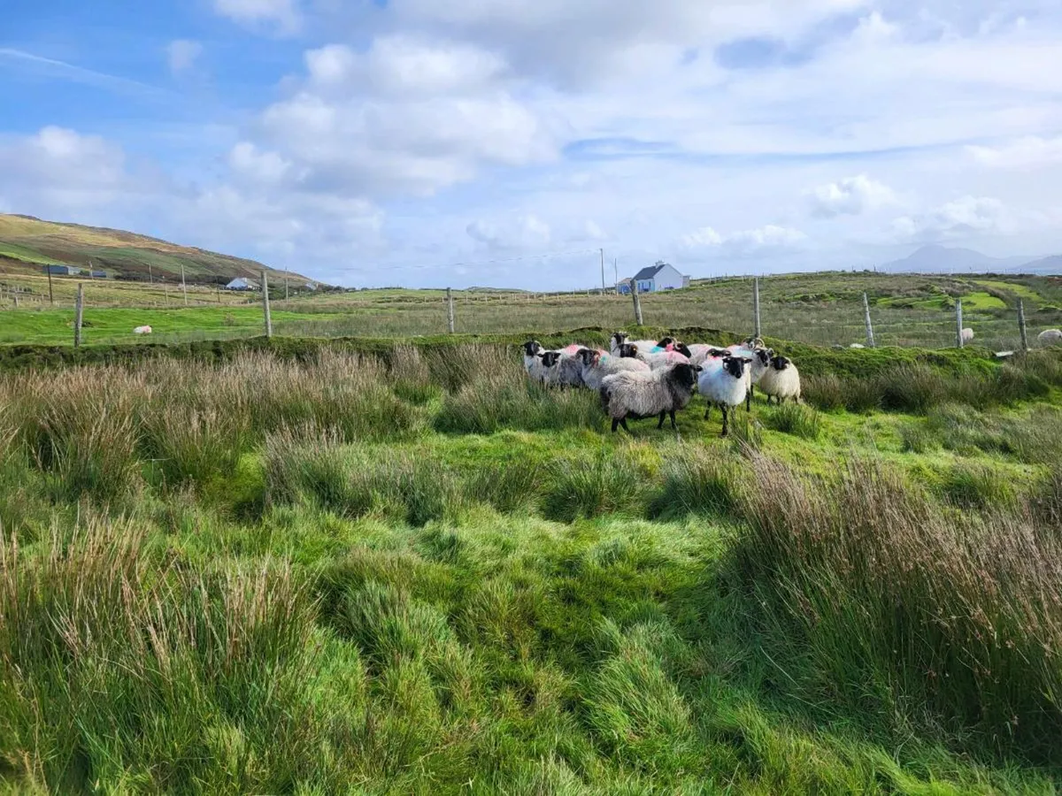 Ewes - Image 3
