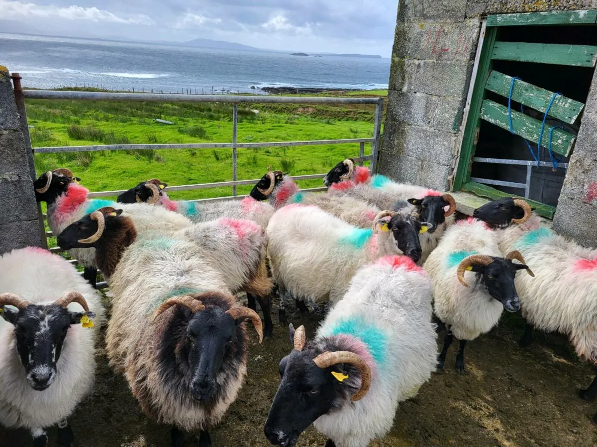 Ewes - Image 4
