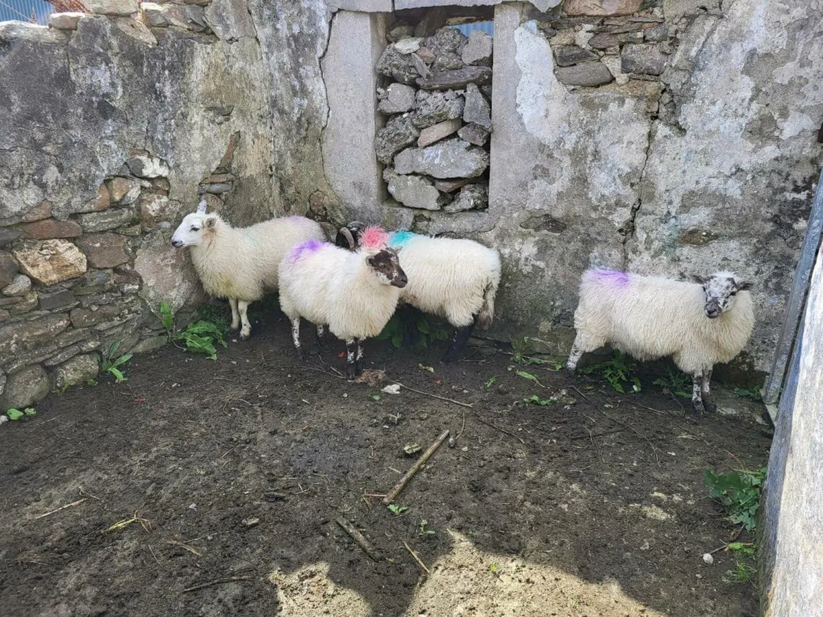 Texel cross ewe lambs - Image 1