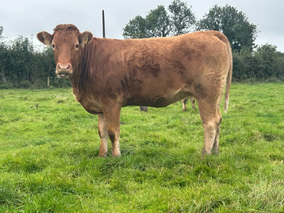 2 star limousine genotyped heifers - Image 2