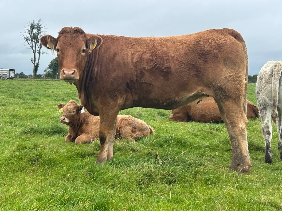 2 star limousine genotyped heifers - Image 3