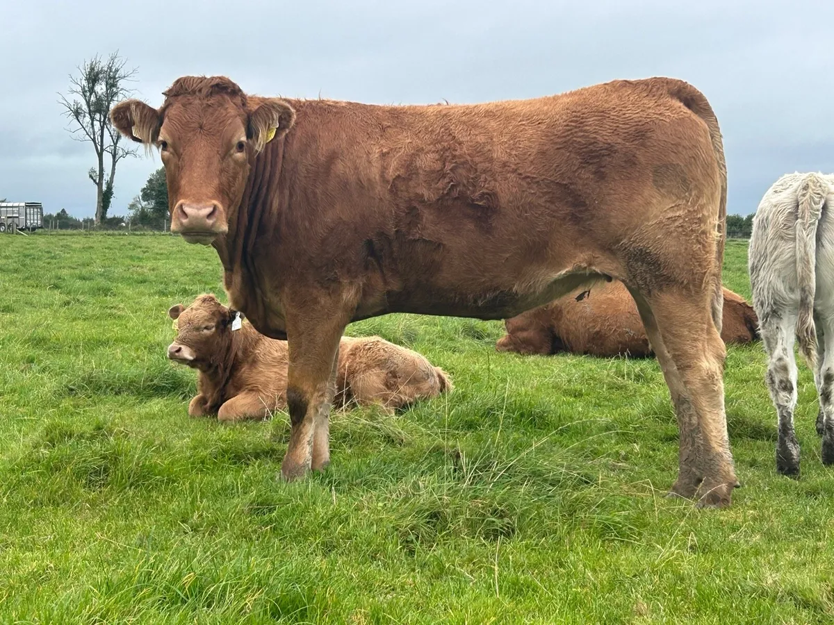 2 star limousine genotyped heifers - Image 4