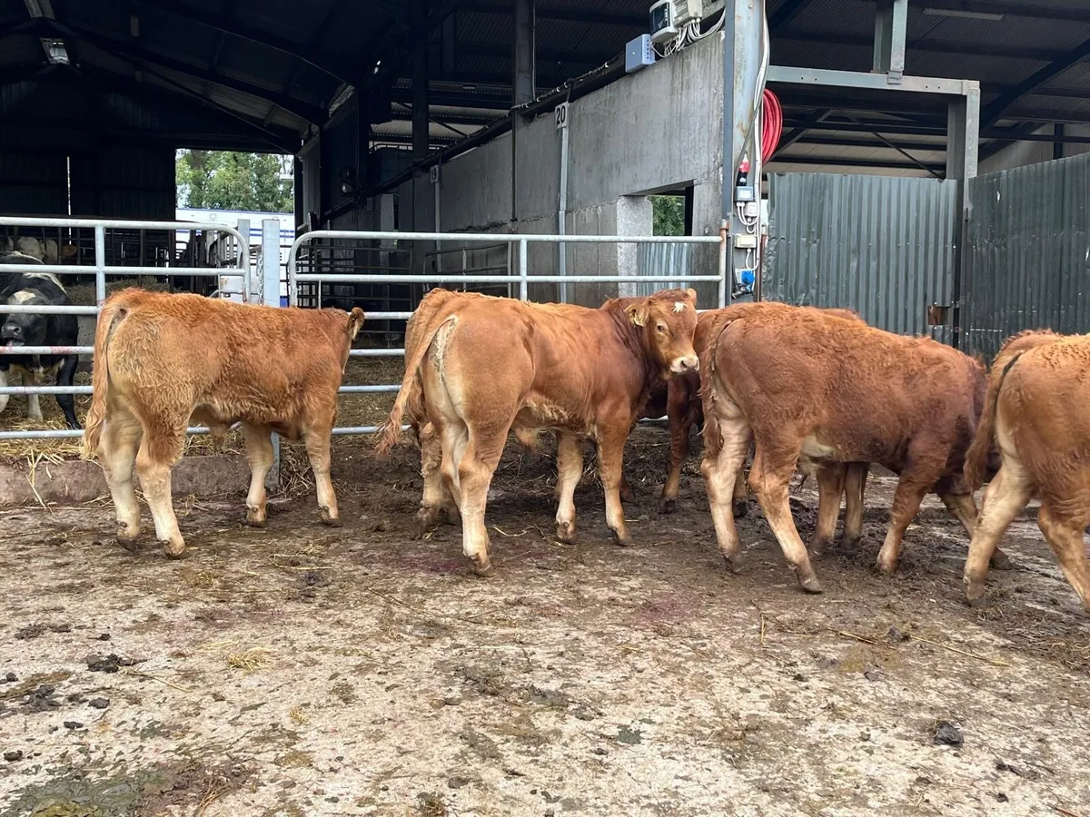 6 super 350 kg red limosin bulls - Image 1