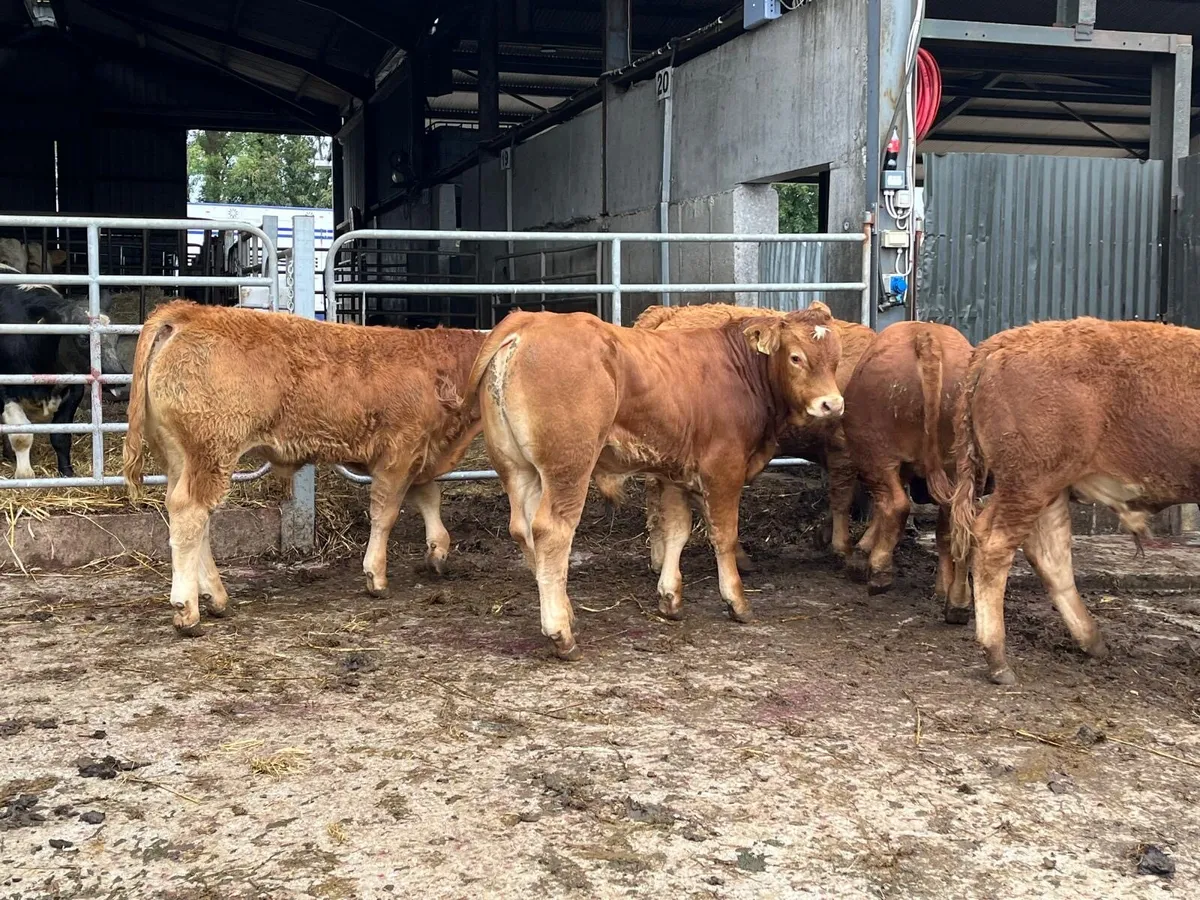 6 super 350 kg red limosin bulls - Image 2