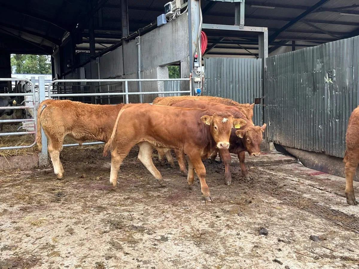 6 super 350 kg red limosin bulls - Image 3