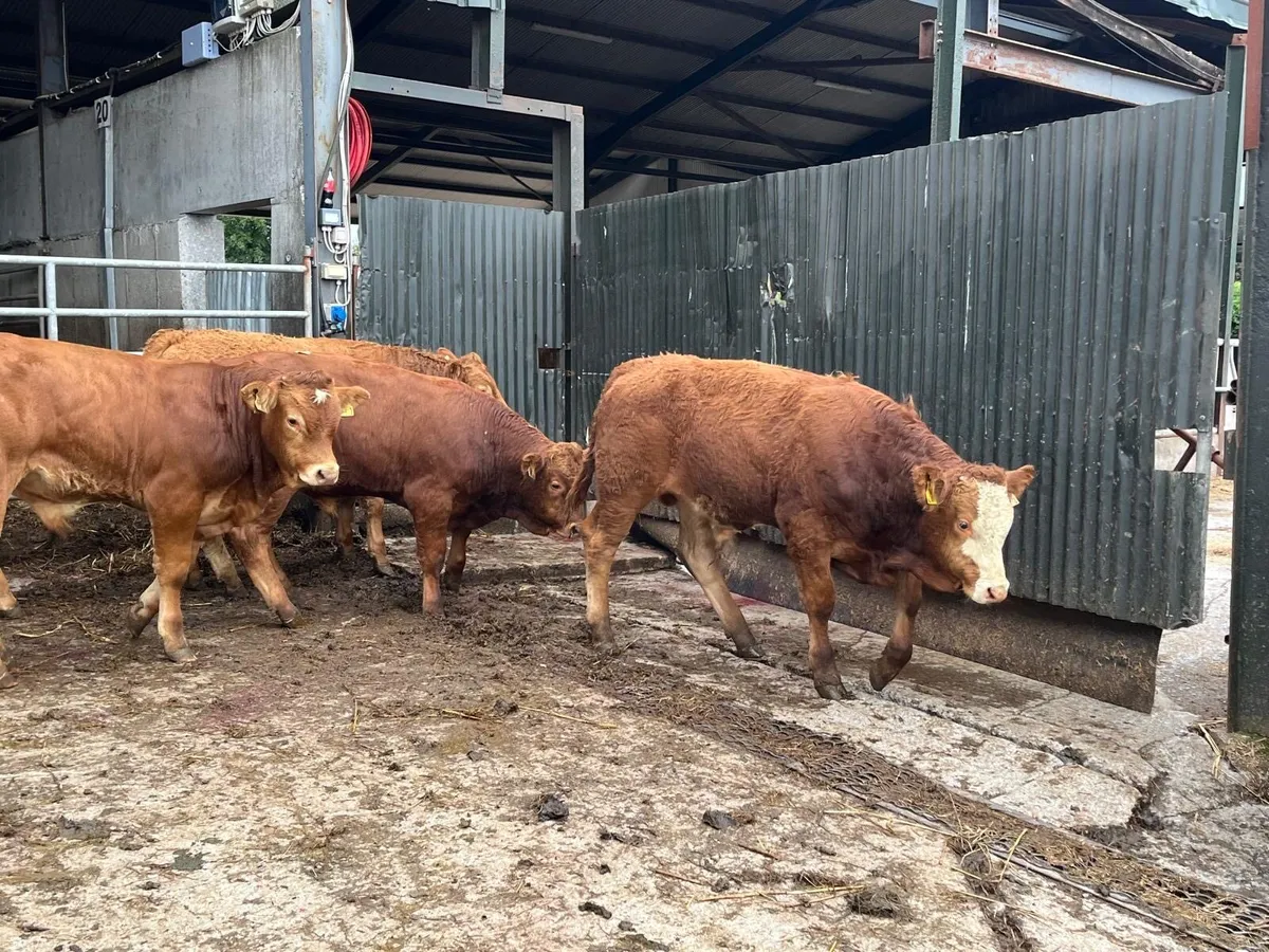 6 super 350 kg red limosin bulls - Image 4