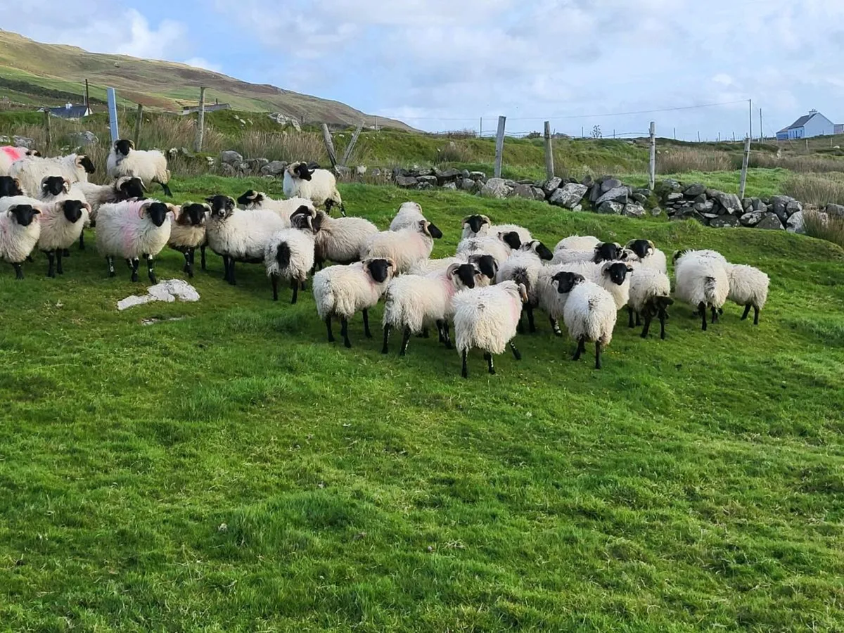 45 ram lambs - Image 3