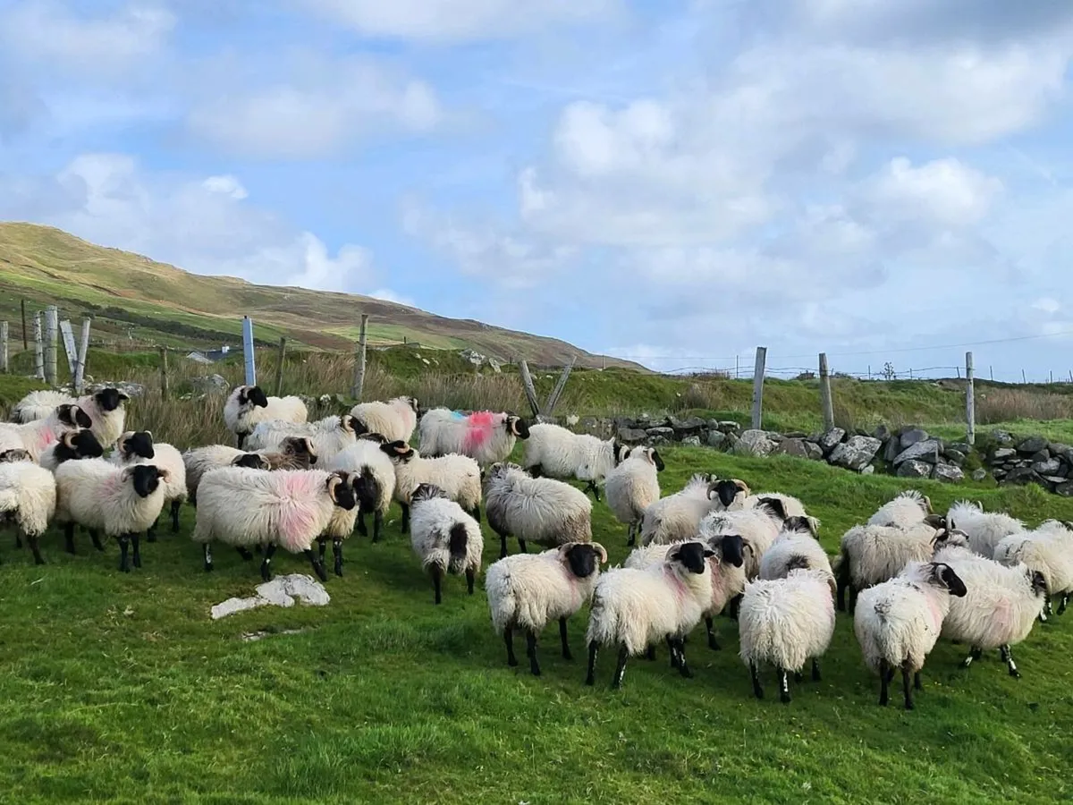 45 ram lambs - Image 1