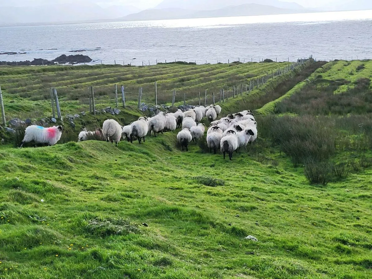 45 ram lambs - Image 4