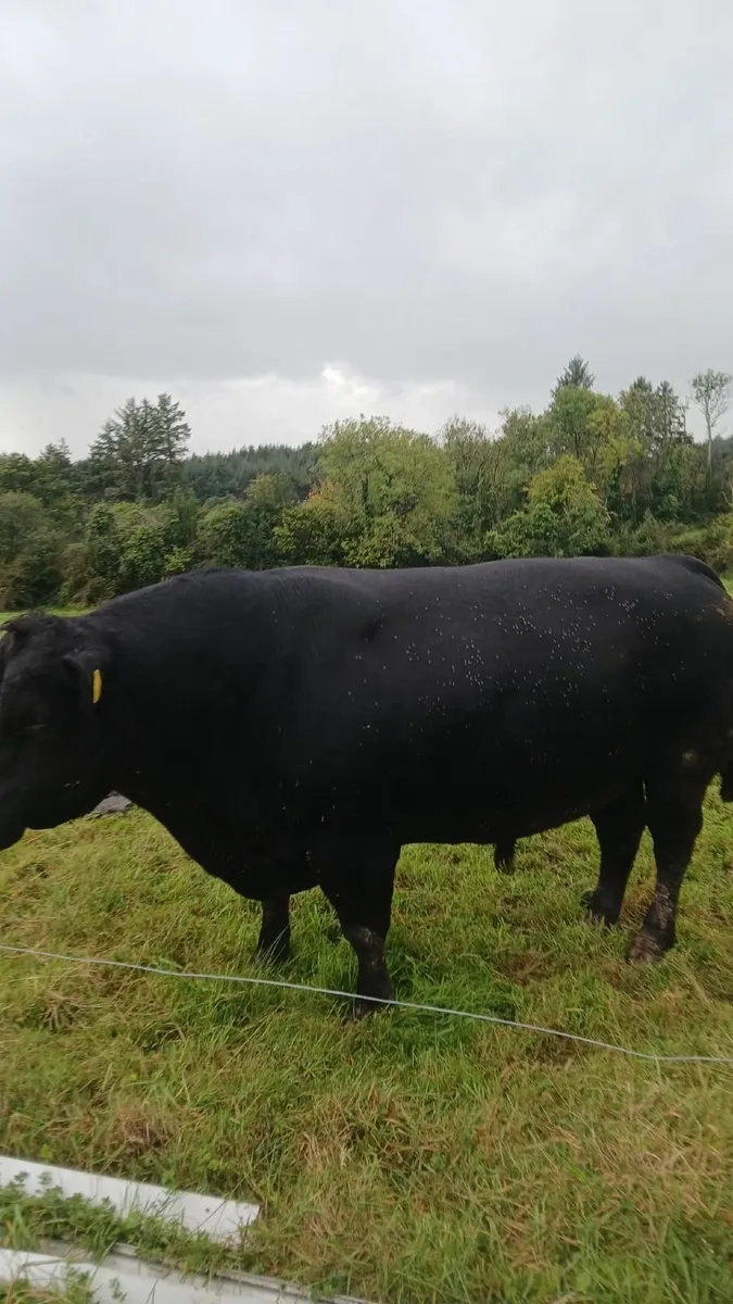 Aberdeen Angus Bull - Image 3