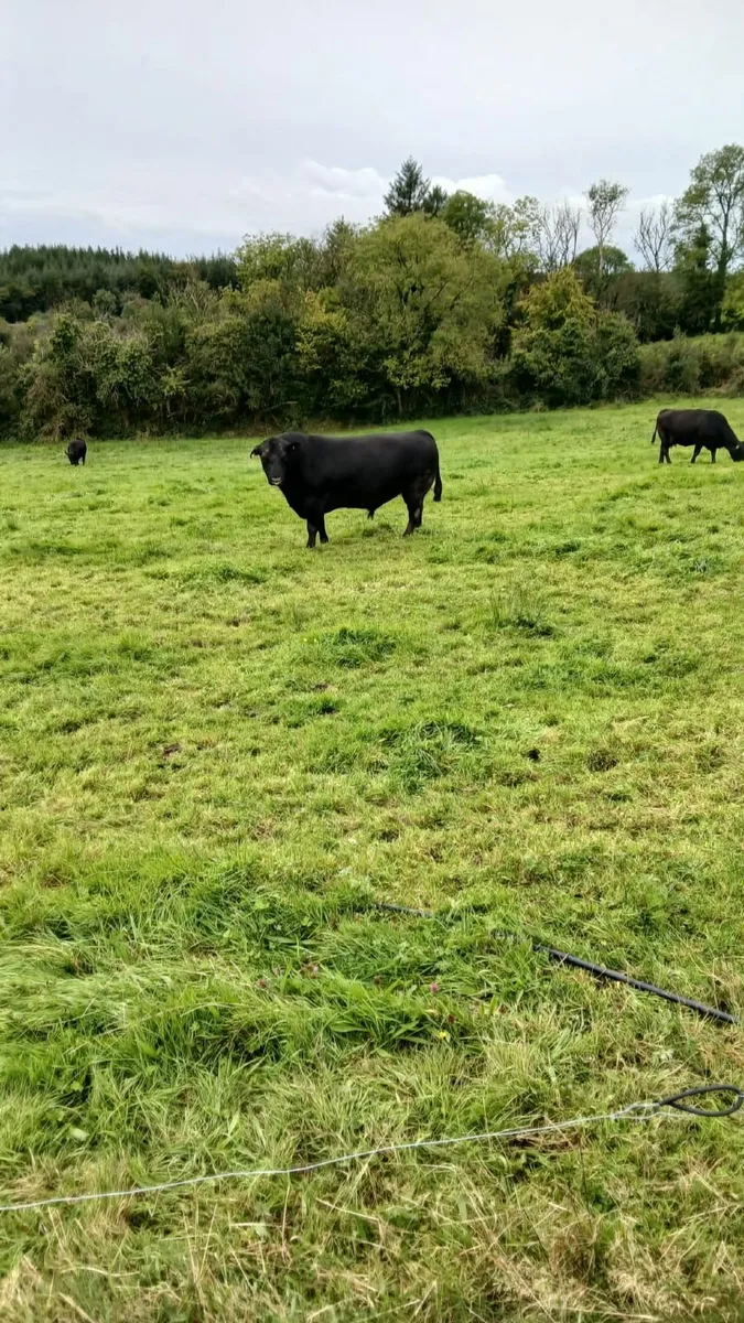 Aberdeen Angus Bull - Image 4