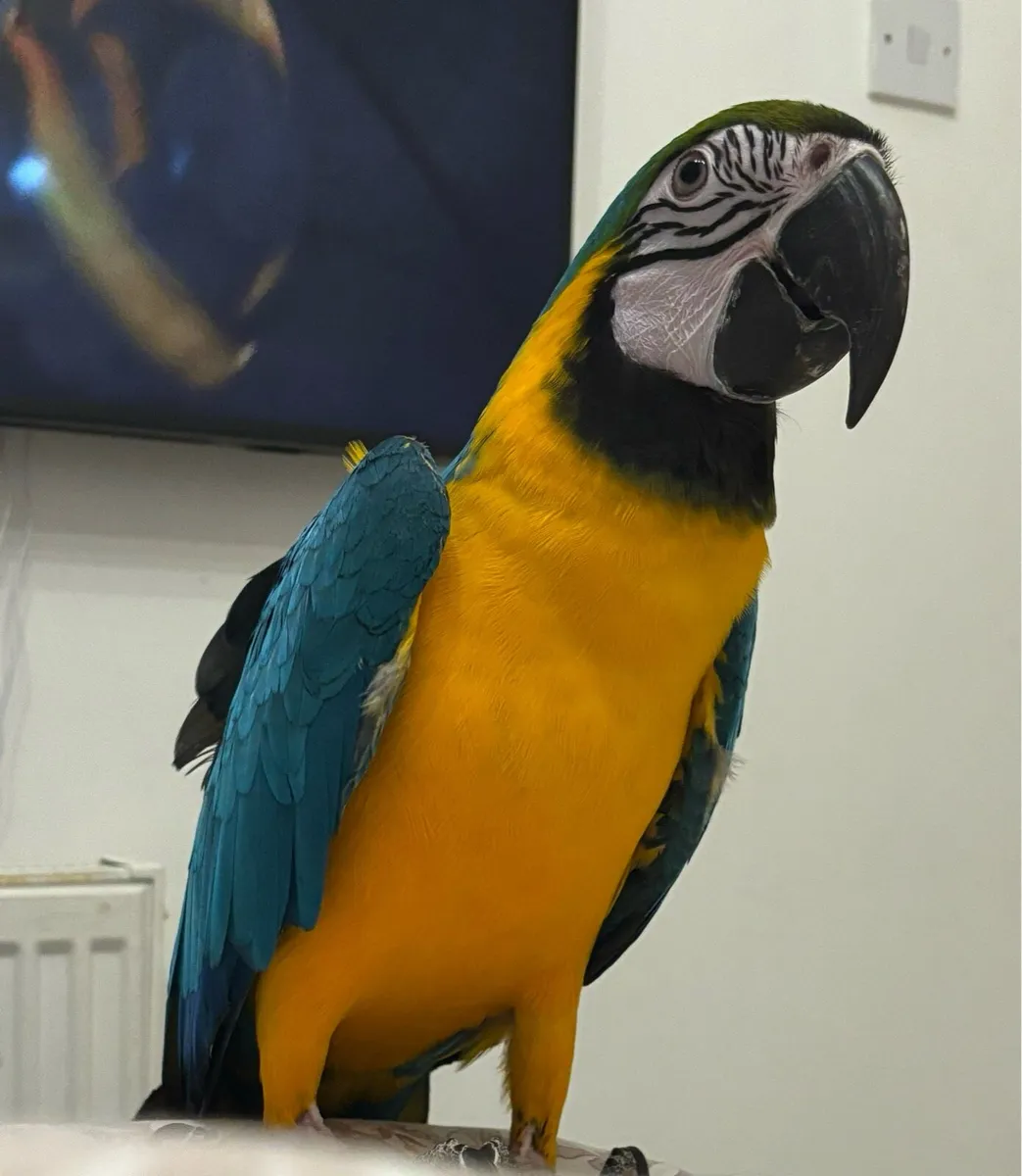 Blue and gold macaw - Image 1
