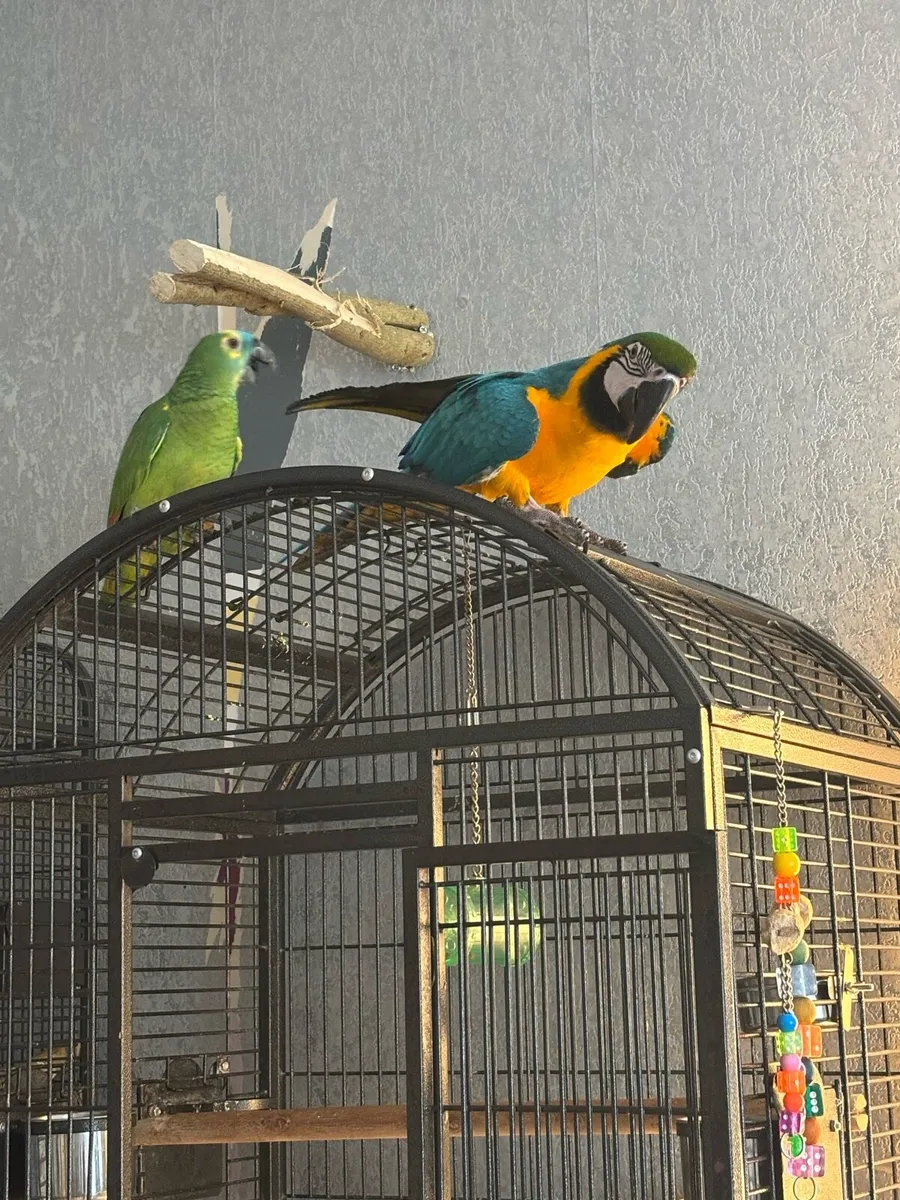 Blue and gold macaw - Image 2