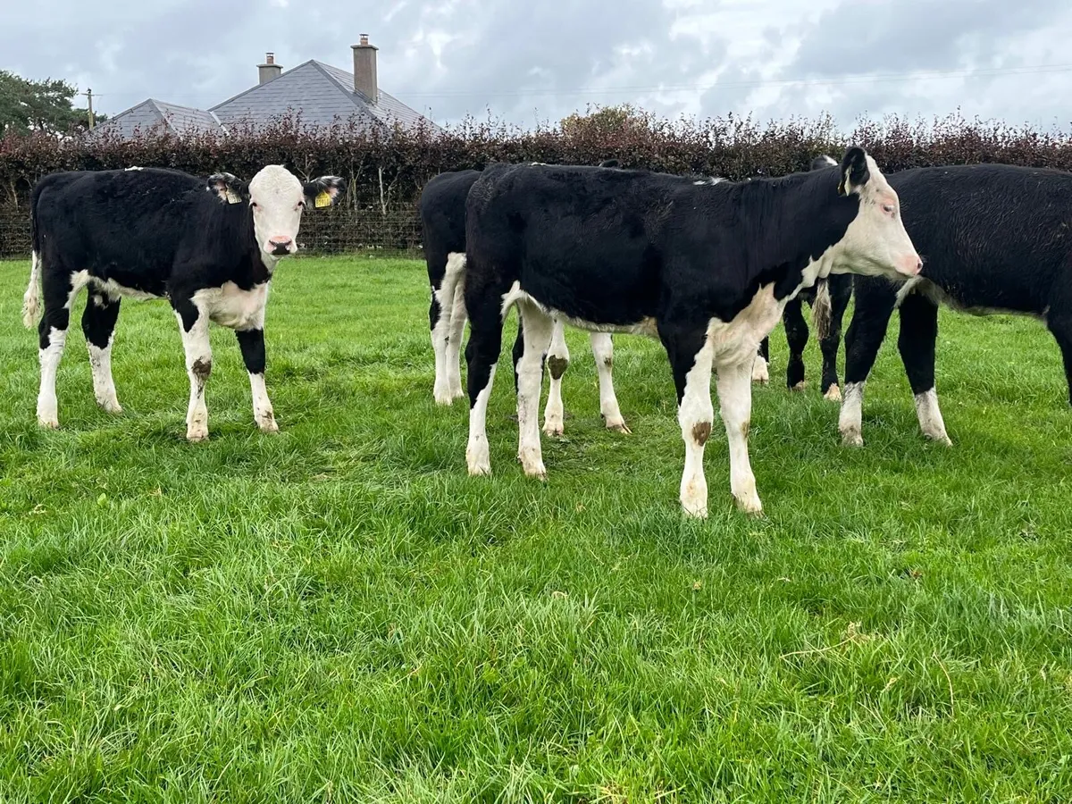 6.super Hereford heifer weanlings - Image 1