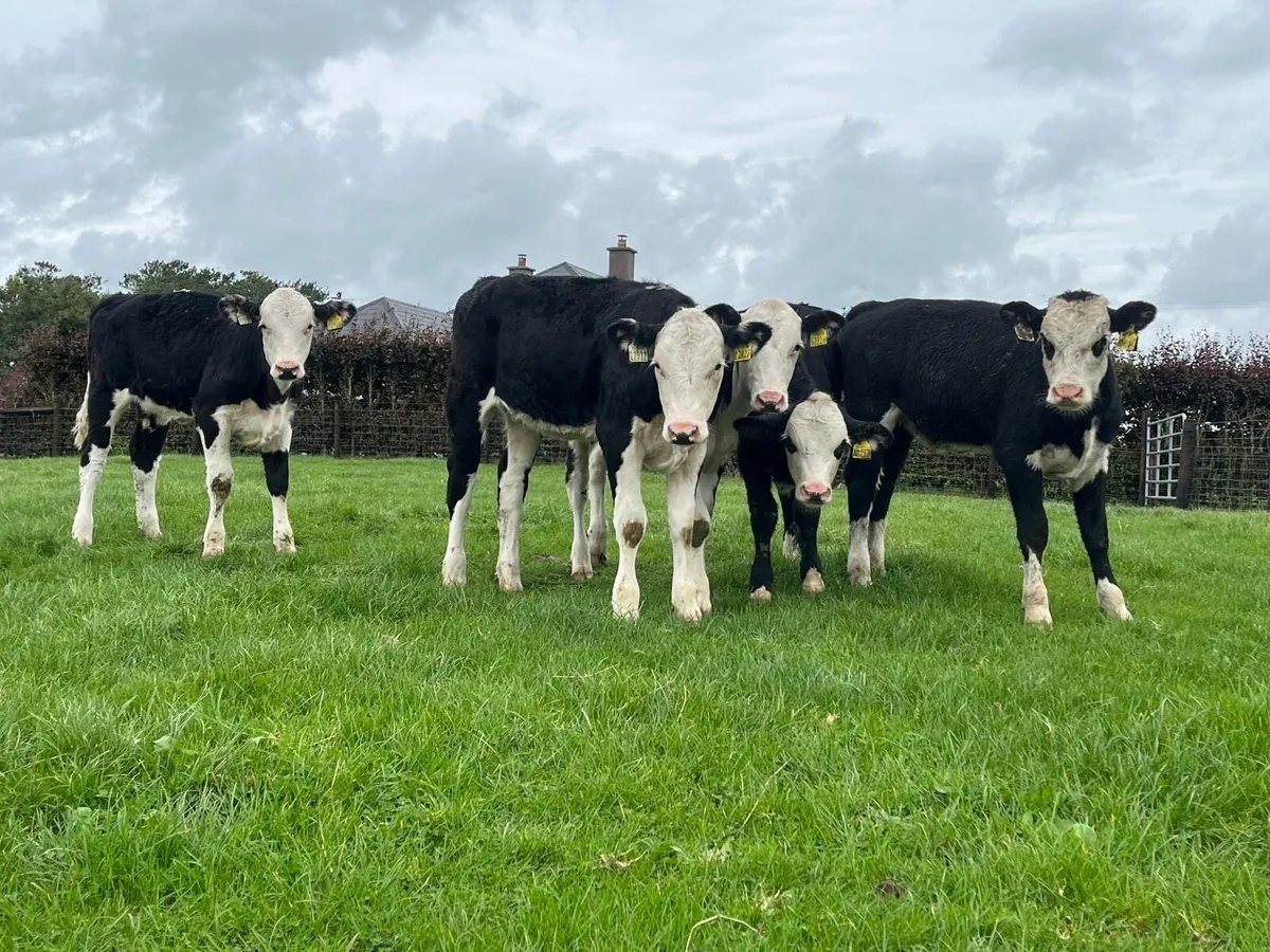 6.super Hereford heifer weanlings - Image 2