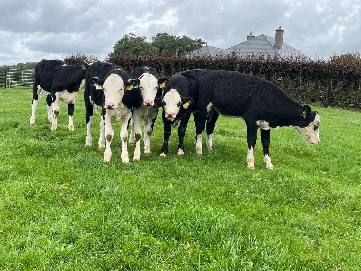 6.super Hereford heifer weanlings - Image 3
