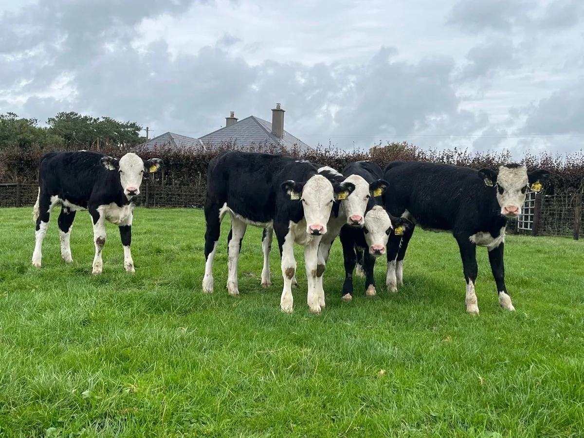 6.super Hereford heifer weanlings - Image 4