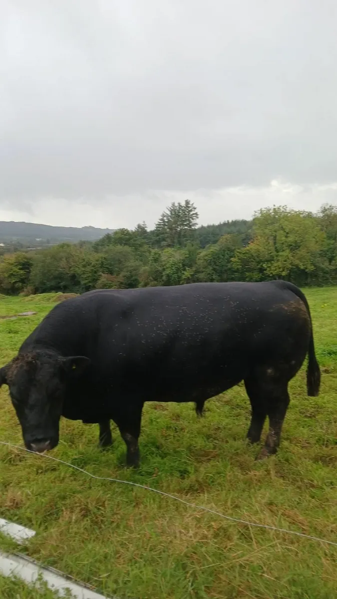 Aberdeen Angus Bull - Image 1