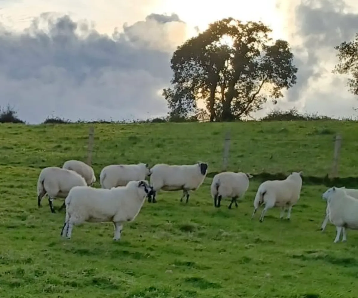 Texel cheviot ewe hoggets 10 - Image 1