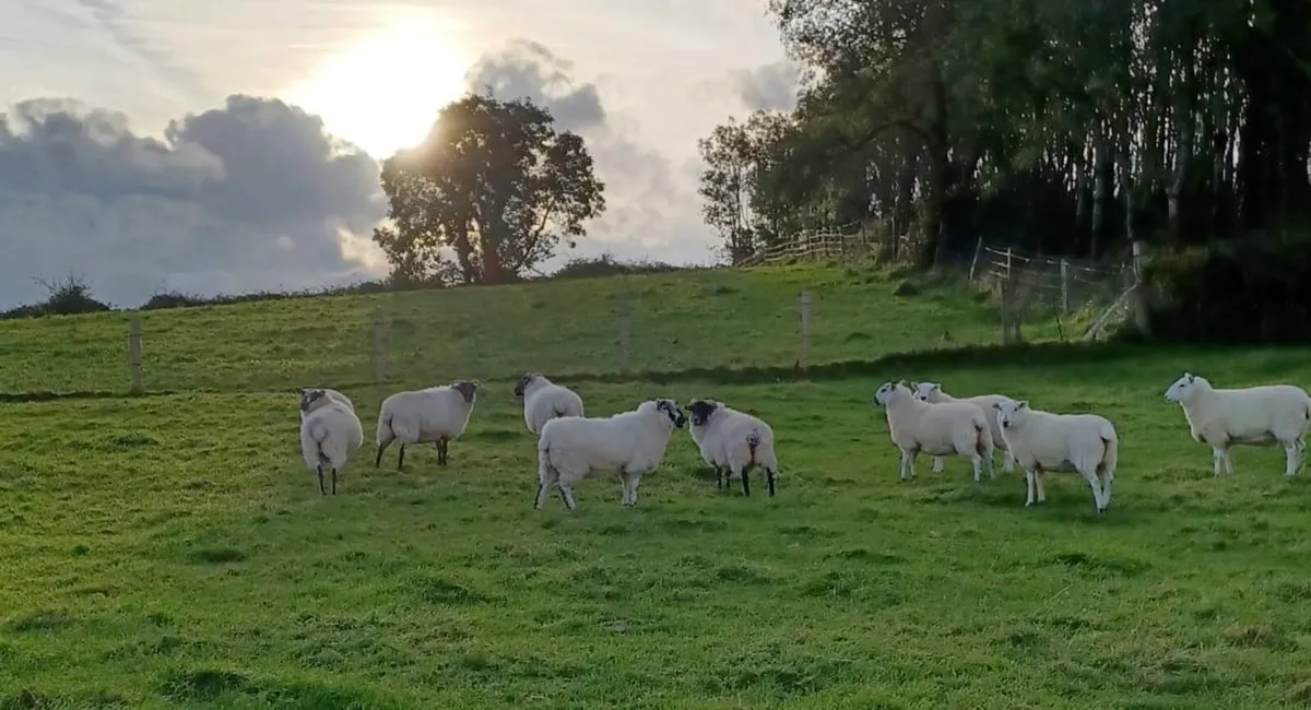 Texel cheviot ewe hoggets 10 - Image 2