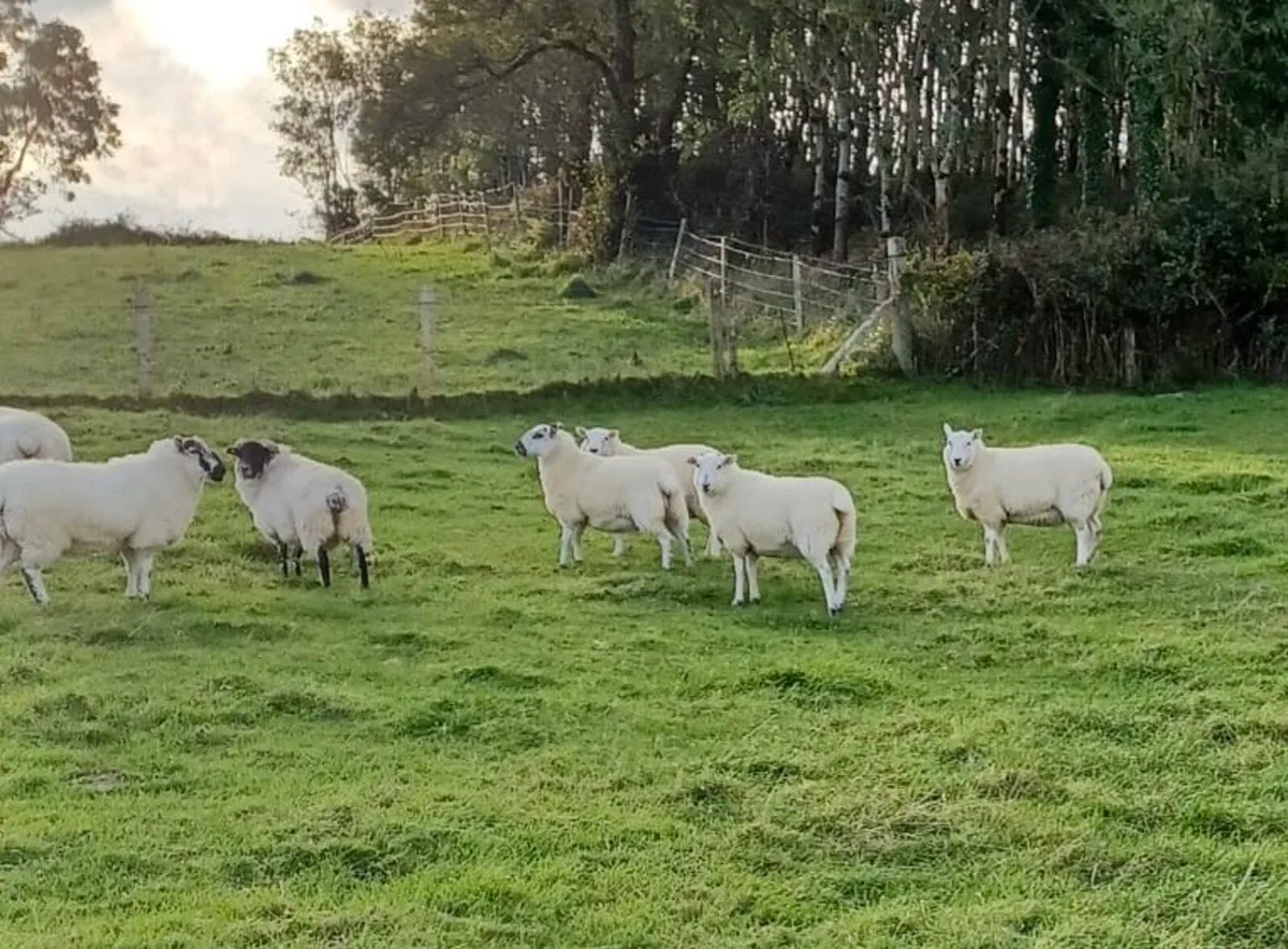 Texel cheviot ewe hoggets 10 - Image 3