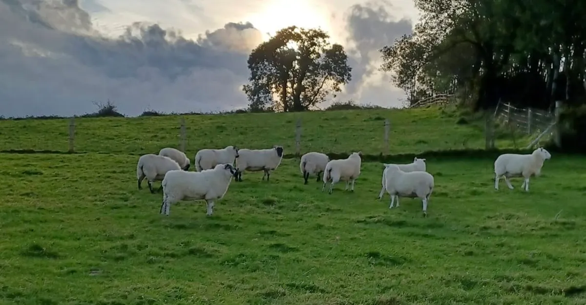 Texel cheviot ewe hoggets 10 - Image 4